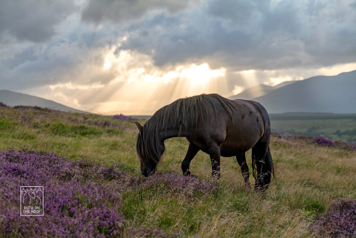 Ruth Chamberlain tweet media