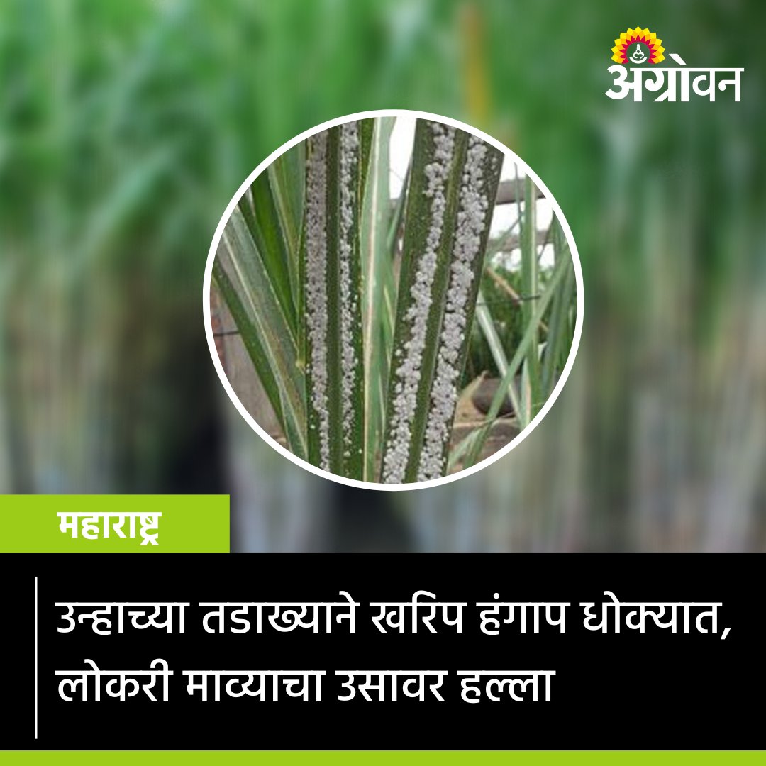 AGROWON's tweet photo. उसावर लोकरी मावा आणि तांबेऱ्याचे संकट घोंघावत असून भुईमूग, भातावरही तांबेरा किडीचा प्रादुर्भाव दिसत आहे.
सविस्तर वाचा https://t.co/imlX6Z5cMP
#KharifCropsDamage #Sugarcane #Cropdisease #Agroguide #Farmer https://t.co/3z3mpcW0No