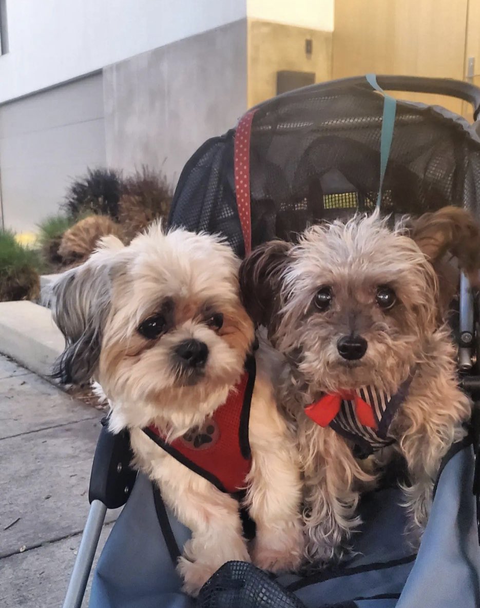 EliteElectricE's tweet photo. Hi, my name is Bubba and this is my big brother Spike. I don’t like seeing him in pain. I’m giving up my soft treats so that he can eat them.
Our mommy gave up all of her favorite food and pleasures too #Hawaii #dog #HipHop50 #help #1989TaylorsVersion 
https://t.co/sqqlCap3gM https://t.co/xILtjCcw39