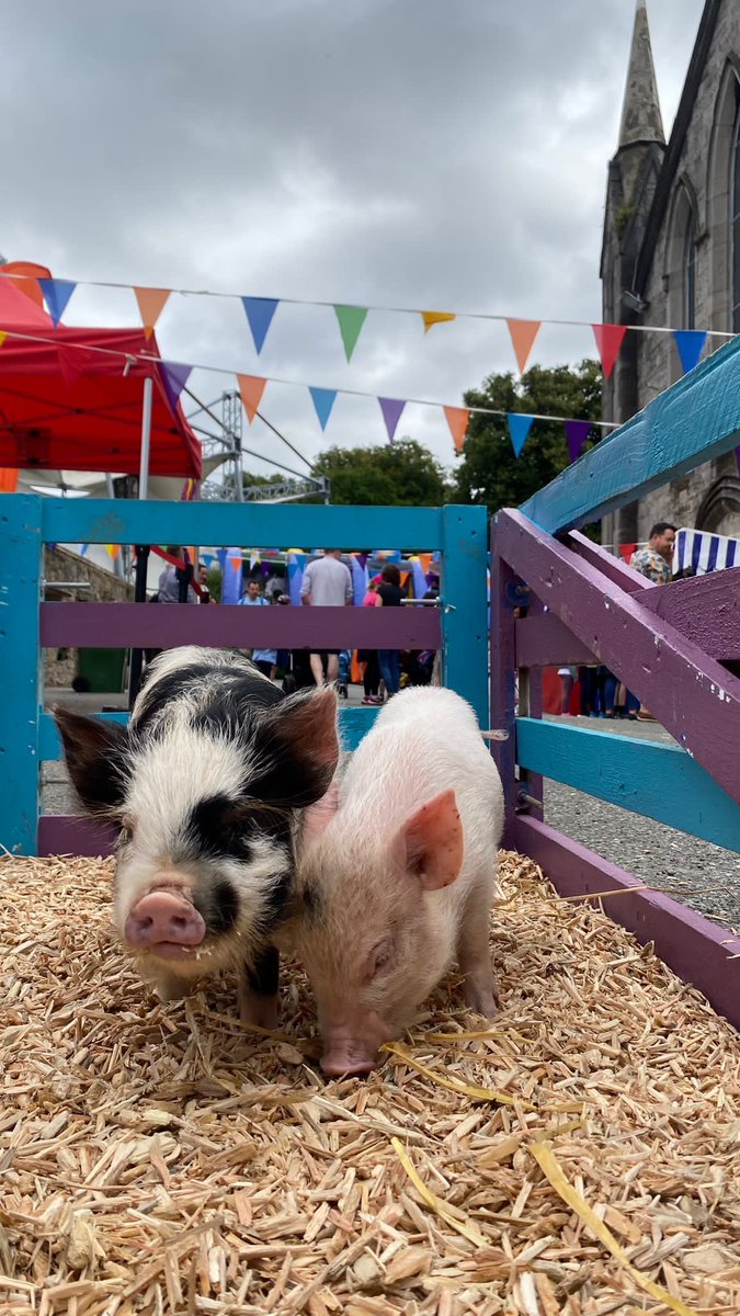 DublinHorseShow's tweet photo. Come down to the RDS church to visit @WoolyFarmIre and their friendly farmyard animals this week at the #DublinHorseShow.
They are located in the Kids Zone behind the grandstand from 11am to 4pm daily!
#23DHS #DublinHorseShow #VisitDublin https://t.co/2xAFqbWEmj
