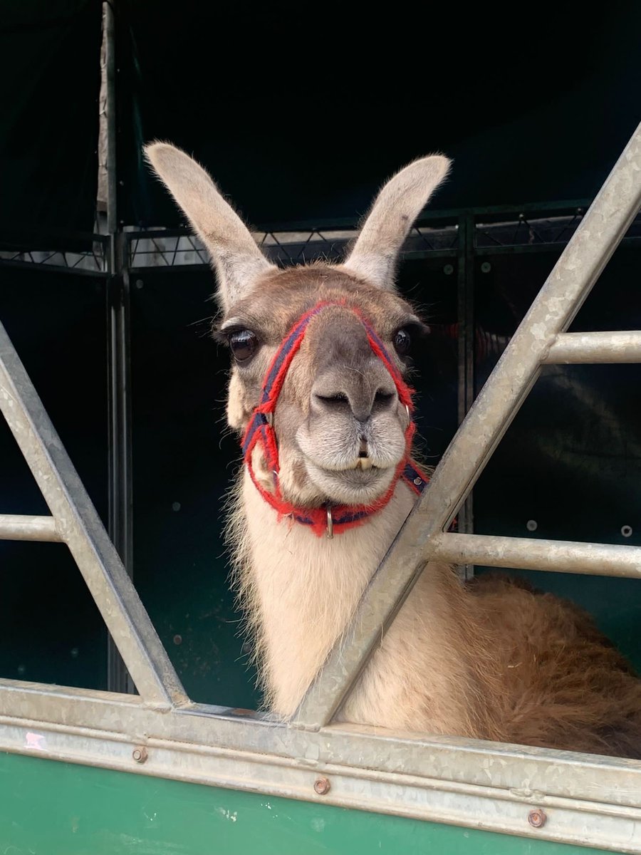 DublinHorseShow's tweet photo. Come down to the RDS church to visit @WoolyFarmIre and their friendly farmyard animals this week at the #DublinHorseShow.
They are located in the Kids Zone behind the grandstand from 11am to 4pm daily!
#23DHS #DublinHorseShow #VisitDublin https://t.co/2xAFqbWEmj