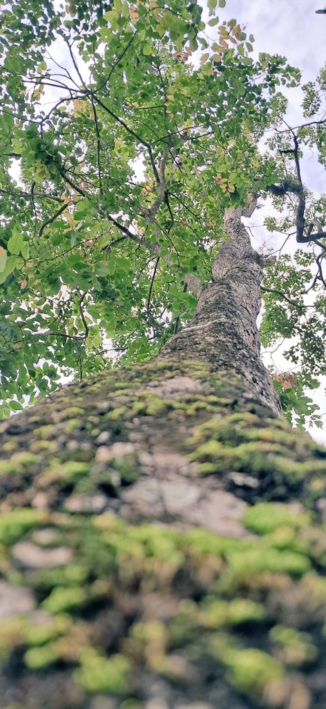 Maharshi_PGN's tweet image. Nature teaches  many things  to people 

#chintapalli #gudem #rvnagar