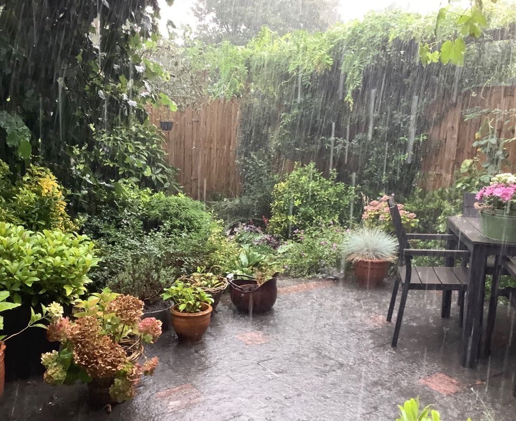 Summer rain 🌧️ 🌿🌺