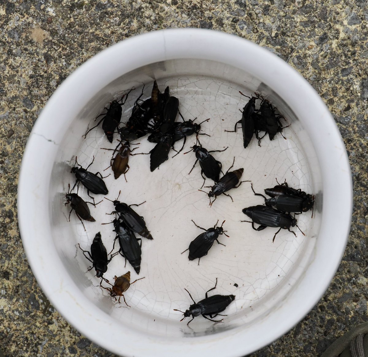 lostboyy35 tweet media