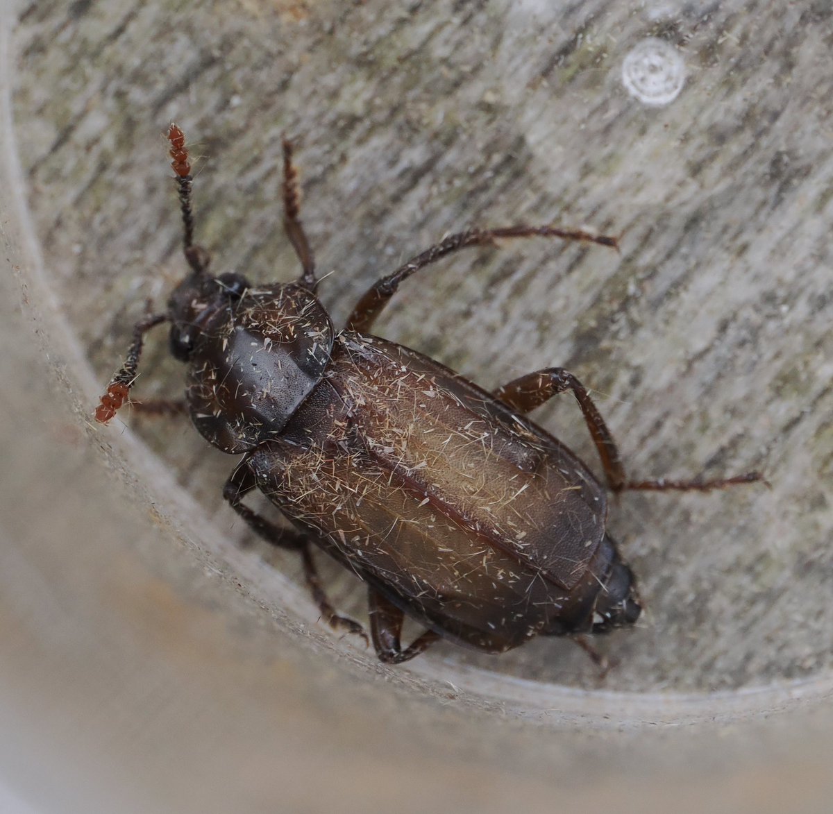 lostboyy35 tweet media