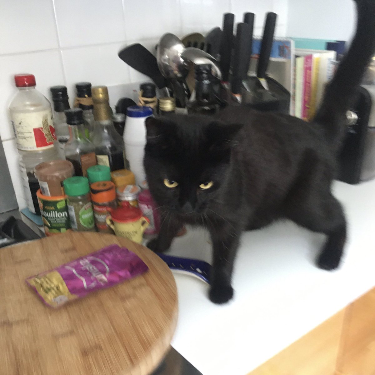 MeridianZero's tweet photo. To Goodison for Everton’s 2023-24 season curtain-raiser. We are likely to have left Goodison in two years time so there’s a 50:50 chance that this will be the last opening day fixture played there. Didn’t have any great images so here’s Lucky Henry (next door’s cat). #EFC #COYB https://t.co/nNnDyI56qv