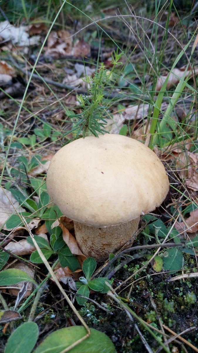 #Sommersteinpilz #Eichensteinpilz #BoletusReticulatus #SummerCep #Pilze #Mushroom #Fungi pale and brown var.