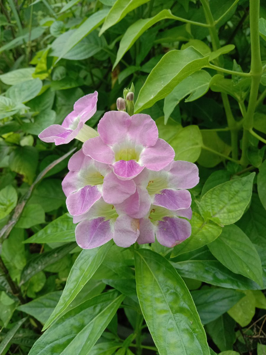 🌿🌸 #HappyWeekend 🌸🌿
#CreepingFoxGlove #FLOWER #ChineseViolet #FlowersOfTwitter #flowerphotography #GardenersWorld #GardenLovers #GardeningTwitter #purple #violet #beautiful #Nature #garden #mygarden #vitaminN #Joy #DailyFlowers #photooftheday #positivity