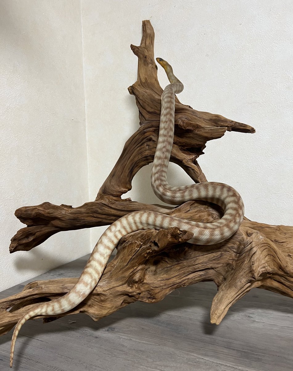 toriaezu_nama4's tweet image. 珍しく登っとる🐍
脱皮1週間前って感じかな
#womapython
#ウォマ