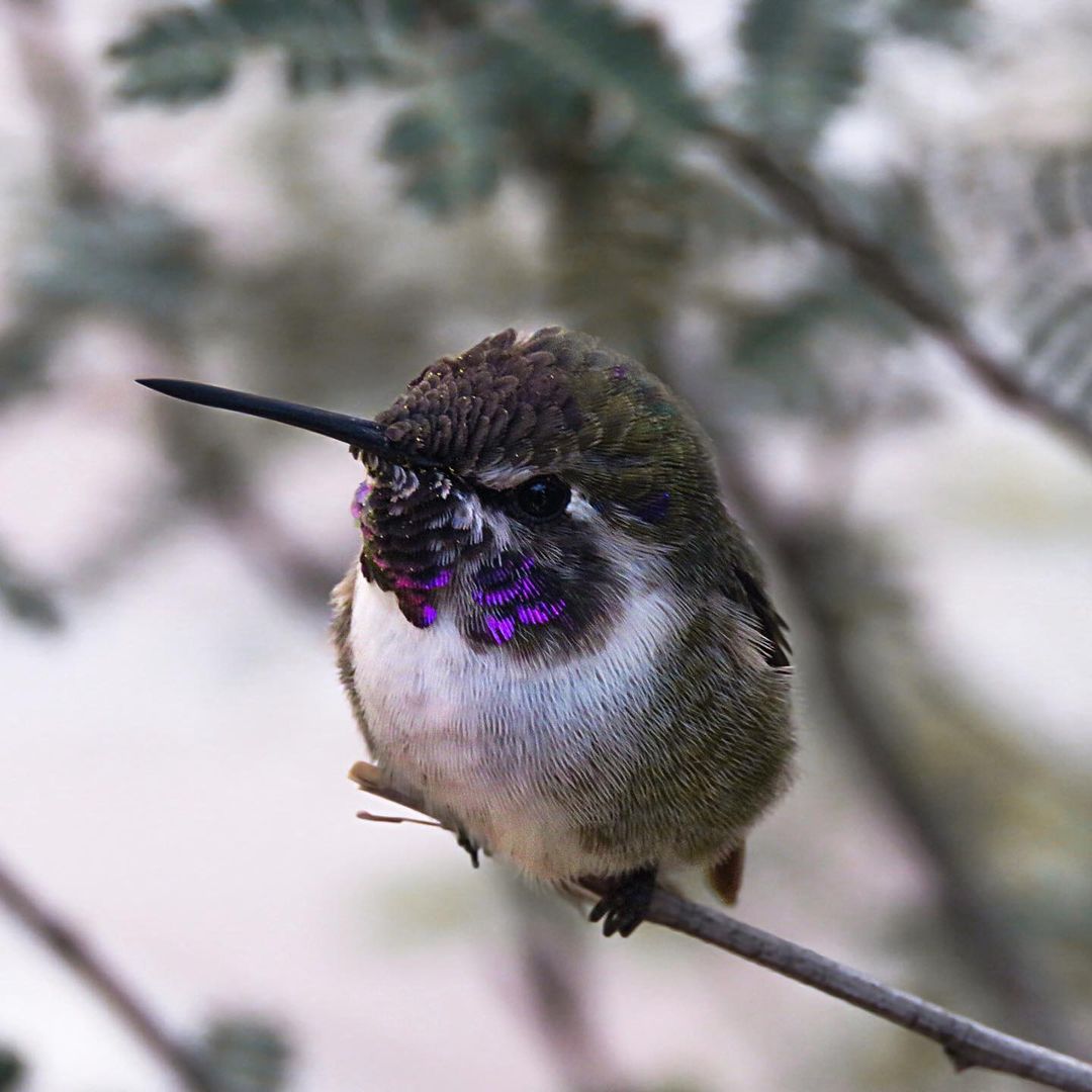 Nice hummingbirds 🫶🫶