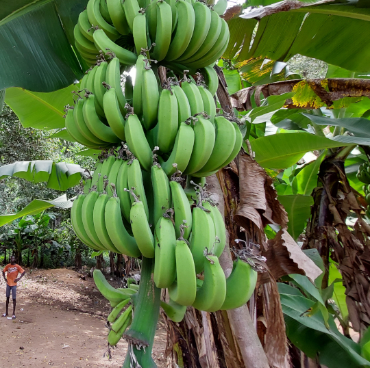 PlantNBoom's tweet photo. Plant N Boom zorgt ervoor dat er wel autochtone bonen komen in Sierra Leone. 
https://t.co/88ruvvbT2c

https://t.co/RZ6vq6hqZT https://t.co/hIr3O63Ch7