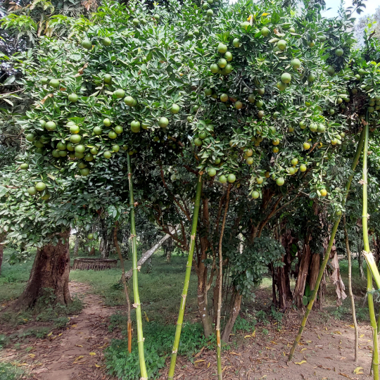 PlantNBoom's tweet photo. Plant N Boom zorgt ervoor dat er wel autochtone bonen komen in Sierra Leone. 
https://t.co/88ruvvbT2c

https://t.co/RZ6vq6hqZT https://t.co/hIr3O63Ch7