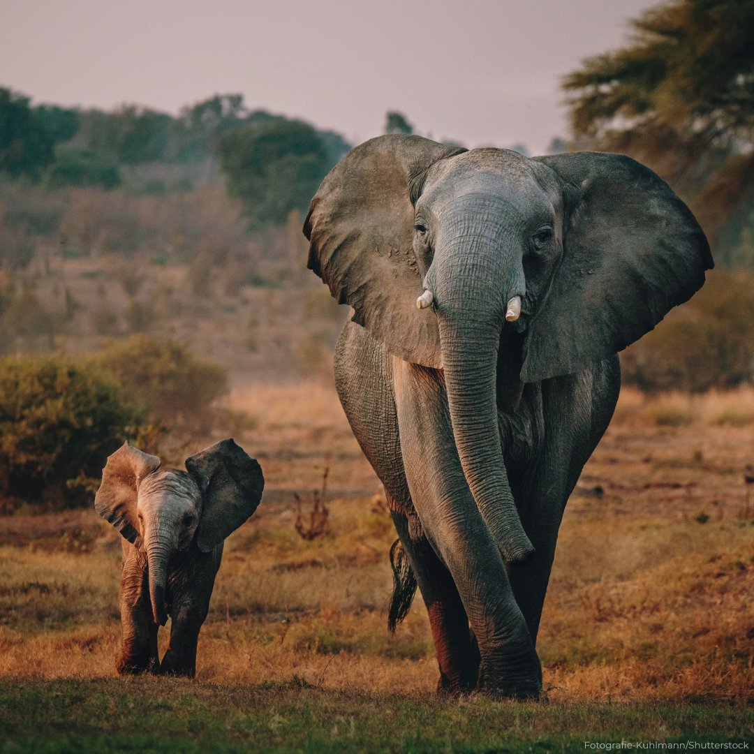 UNESCO's tweet image. Happy #ElephantDay!🐘

#DYK that elephant populations have experienced significant declines over the last century due to habitat loss, poaching &amp;amp; human-wildlife conflict?

We must work together #ForNature to protect these magnificent creatures &amp;amp; their habitats.

#WorldElephantDay
