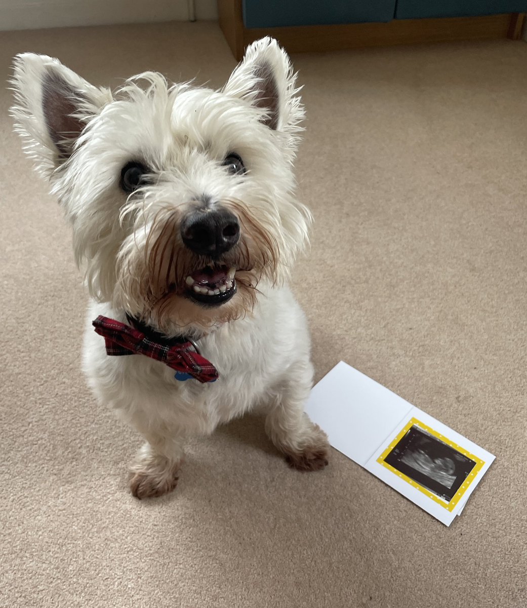 Peter Thompson tweet media