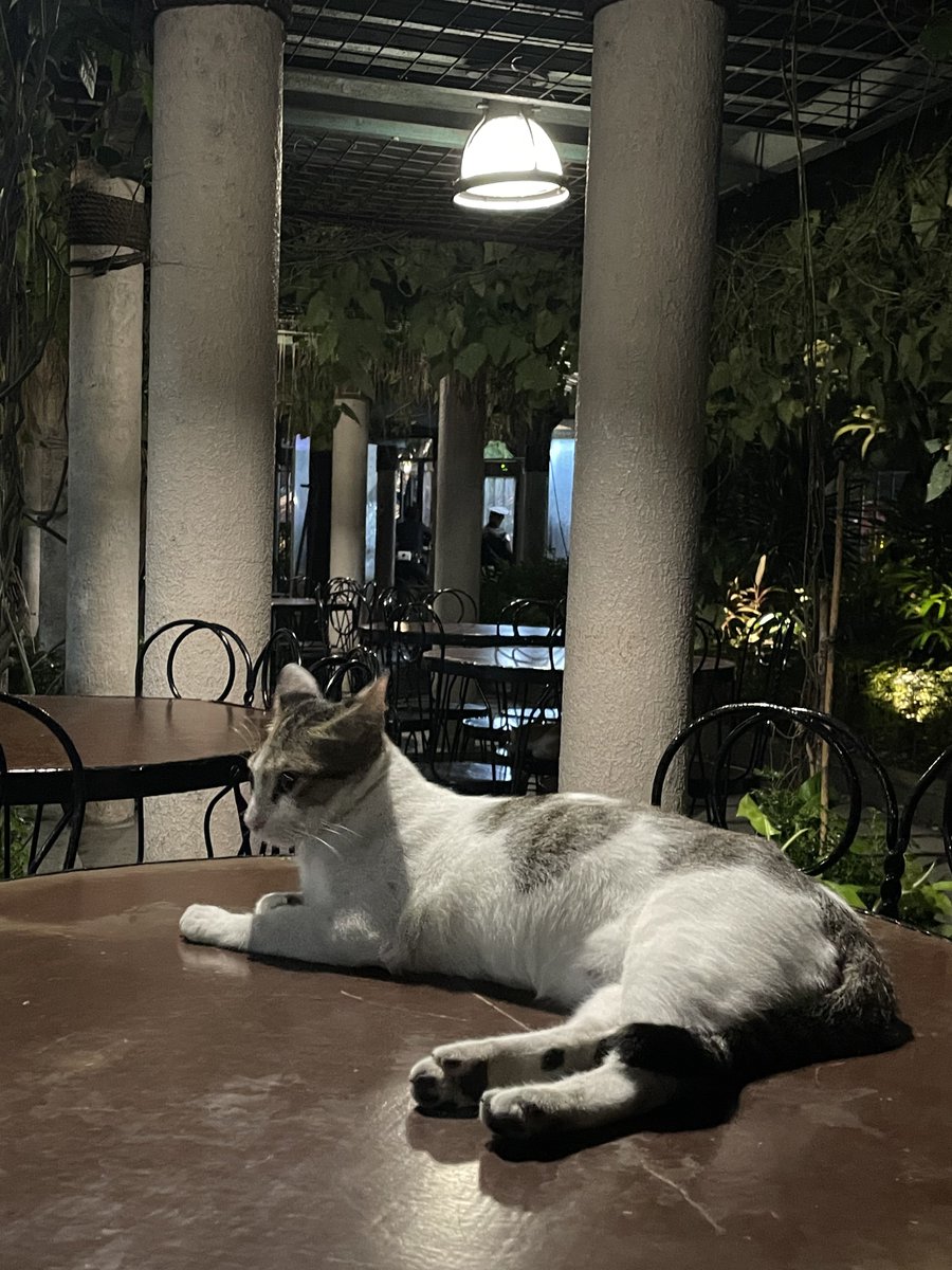 tvCATrol's tweet photo. So we missed International Cat Day.
But then again, everyday is Cat Day. 😽

#catrolngpilipino https://t.co/81QvndrYao