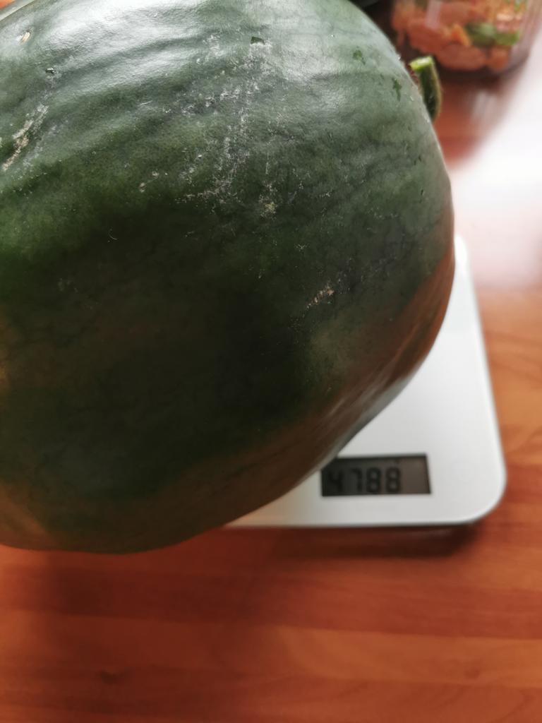 Nordberserker's tweet photo. Erste #Melonen reif, 4788g. #Ernte23 #Digger #varel #büppel #selbstversorger https://t.co/hN1aGXk4mx