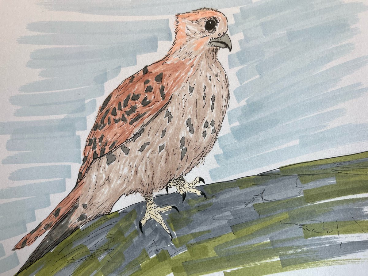 cevherkarakoc's tweet photo. Mauritius kestrel - Falco punctatus
#AvianAugust #AvianAugust2023 https://t.co/FLyT9t49Ko