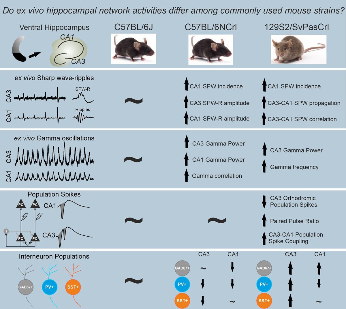 European Journal of Neuroscience (@ejneuroscience) on Twitter photo IMPORTANT CORRECTIVE FINDINGS #OpenAccess
Comparison of 3 common inbred mouse strains reveals substantial diffs in hippocampal GABAergic interneuron populations & in vitro network oscillations
Çalışkan <a href="/RungurselRun/">Gürsel Caliskan</a>
Stork <a href="/OliverStork1/">Oliver Stork</a>
Demiray <a href="/_tipi_tip_/">yunus emre demiray</a>
onlinelibrary.wiley.com/doi/full/10.11… IMPORTANT CORRECTIVE FINDINGS #OpenAccess
Comparison of 3 common inbred mouse strains reveals substantial diffs in hippocampal GABAergic interneuron populations & in vitro network oscillations
Çalışkan <a href="/RungurselRun/">Gürsel Caliskan</a>
Stork <a href="/OliverStork1/">Oliver Stork</a>
Demiray <a href="/_tipi_tip_/">yunus emre demiray</a>
onlinelibrary.wiley.com/doi/full/10.11…