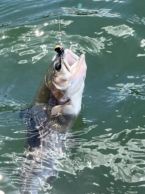 明日に備えてメンタルを整えてきた。
身体はボロボロになった😇
#ゆ～のすフィッシング 