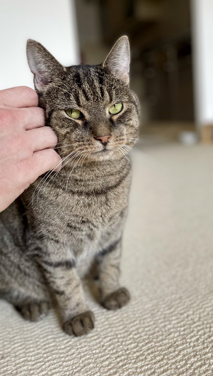 Gustronaut the Cat tweet media