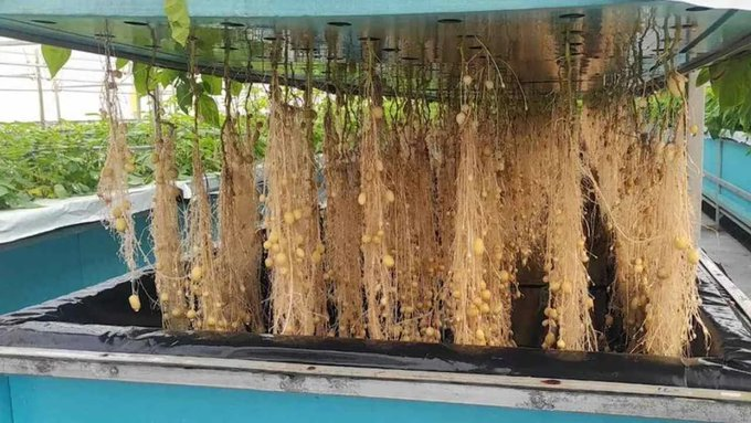 Did you know that growing potatoes in the air increases the yield by 10 times? If you are interested, like and retweet!