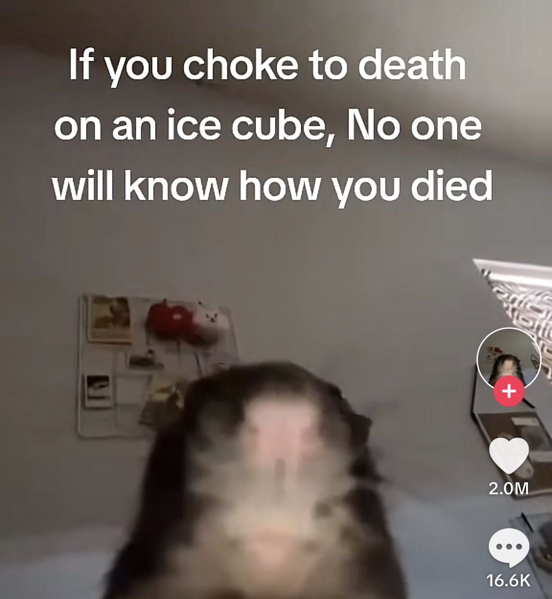 Wild TikToks (@wildtiktokss) on Twitter photo 