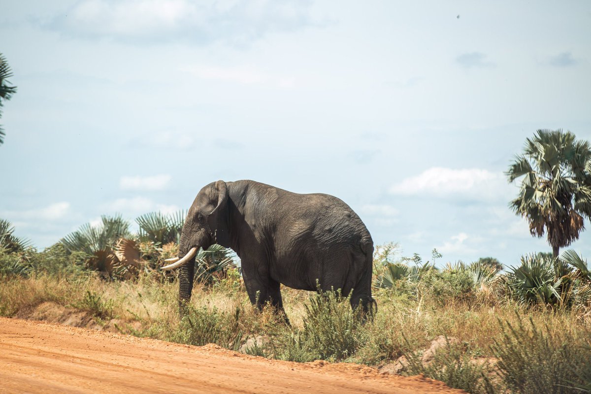 Likyadi Adventures tweet media