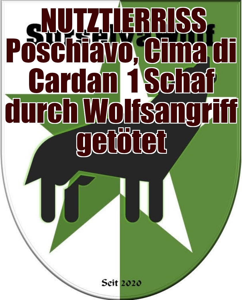 12.08.2023 Poschiavo, Cima di Cardan
1 Schaf durch Wolfsangriff getötet