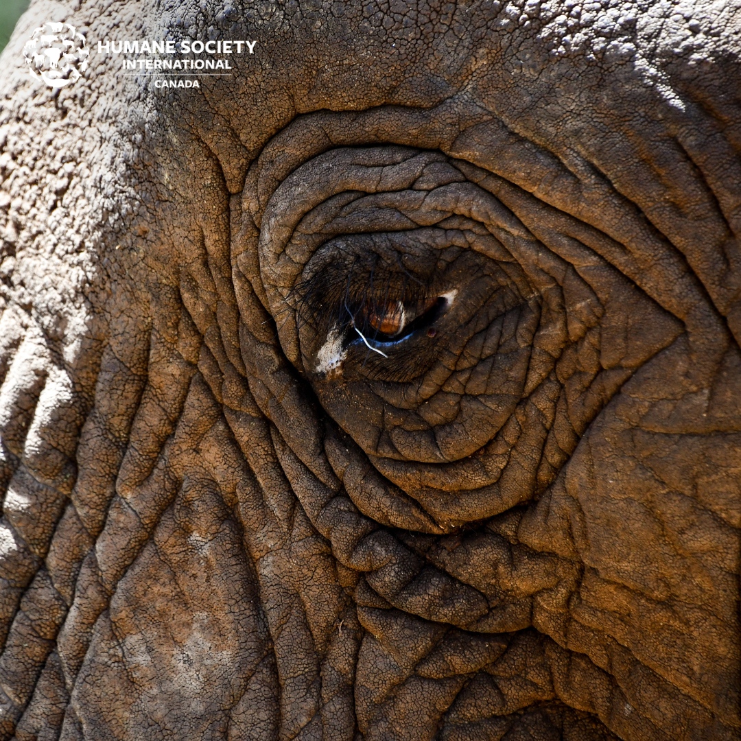 Happy #WorldElephantDay! Did you know — when an elephant is born, the entire herd surrounds the new child protectively? And when an elephant dies, elephants have been seen performing rituals to mourn? 

Follow along as we work to end elephant #ivory trade in #Canada in 2023.🐘