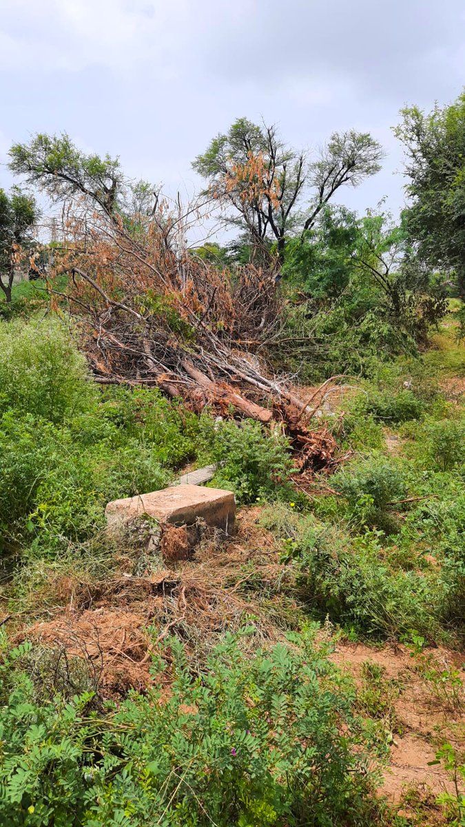 Save Dol Ka Badh Forest tweet media