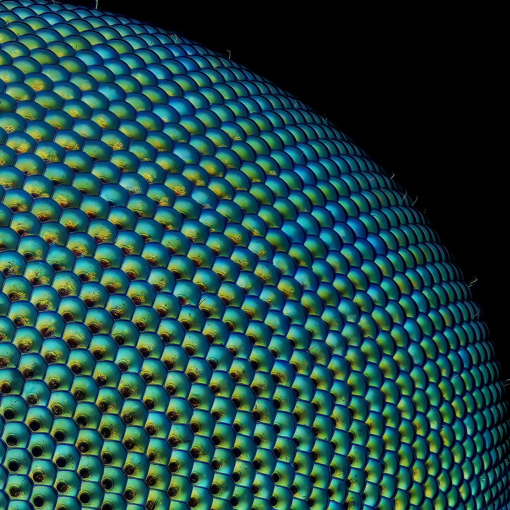 Compound eye of a snipe fly.
Chrysopilus (Rhagionidae)

#chrysopilus #rhagionidae #schnepfenfliege #diptera #entomology #insects
