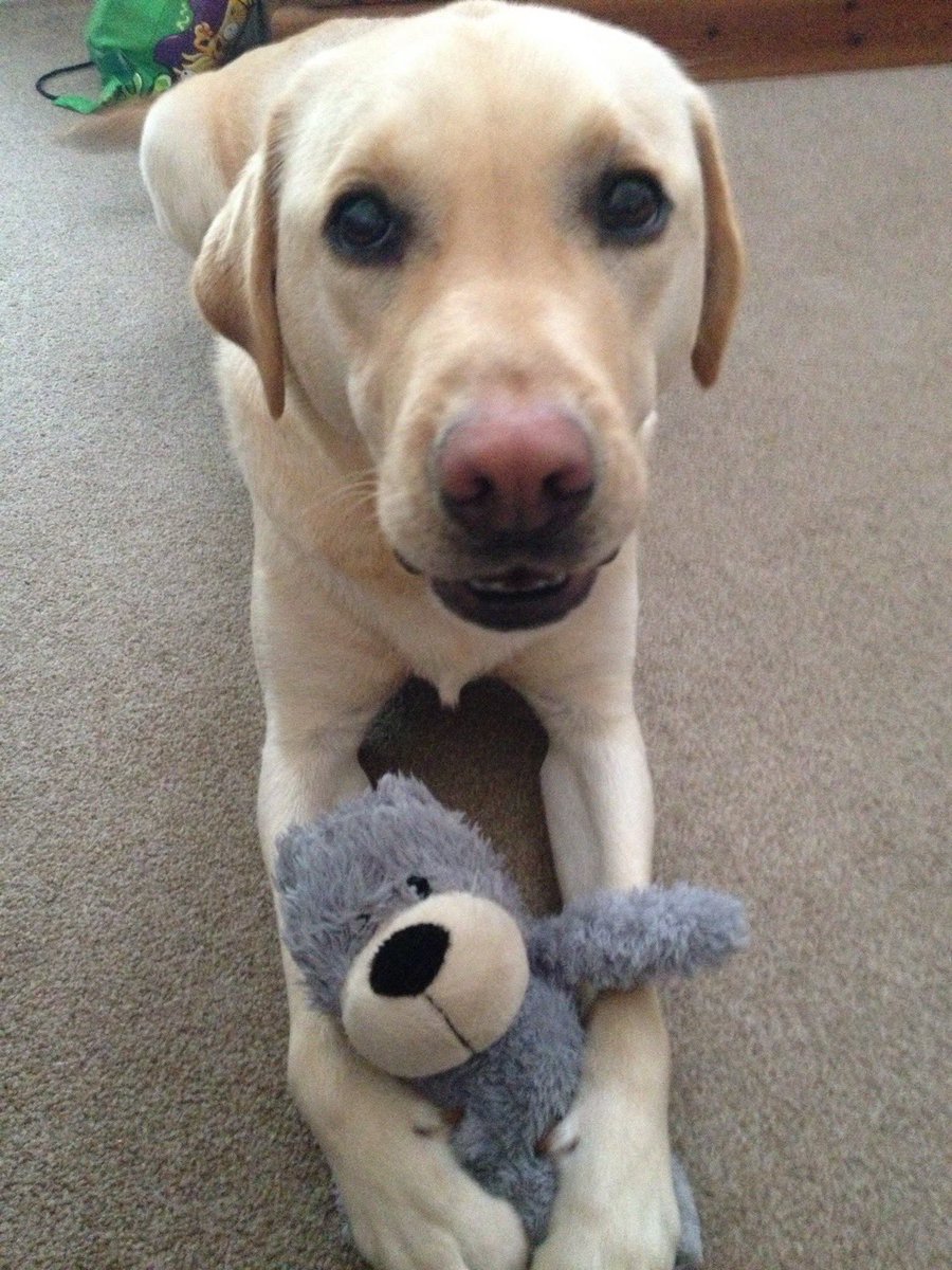 Labrador_Molly's tweet photo. Right folks. Long time no post! Just a bit of sad news to report from earlier in the week, the original ‘owner’ of this account, Fergus the @guidedogs went 🌈 We are gutted as is the family he retired to after the attack. Run free you gorgeous legend ❤️ Changed our lives https://t.co/QA1BDNQ9UE