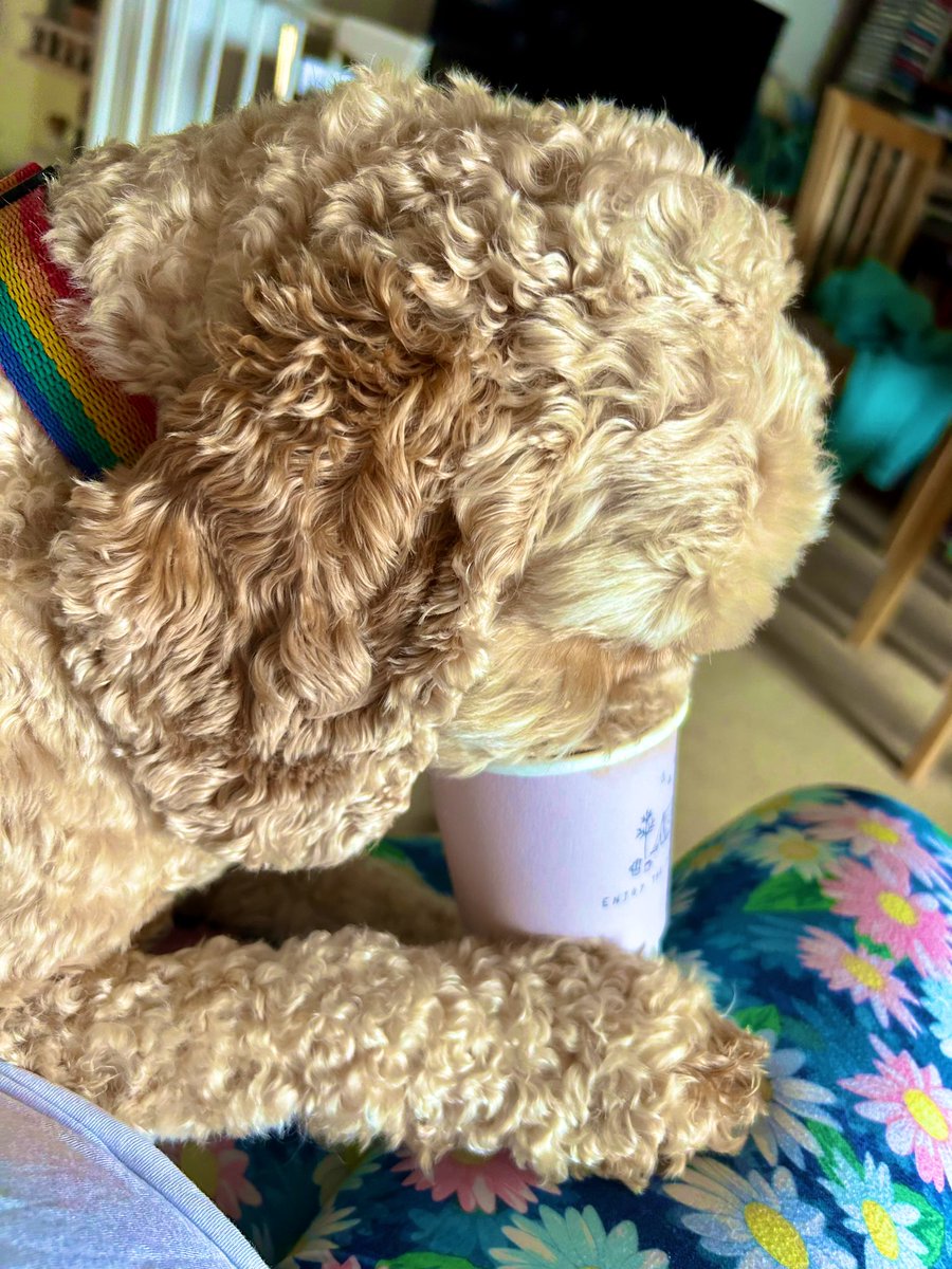 JaneSMatthews's tweet photo. Saturday vibes with the hound. She always has to finish the foam off my cappuccino @coffilab ๐พโ๏ธ #enjoythesimplethings https://t.co/W5Mb5QGX0M