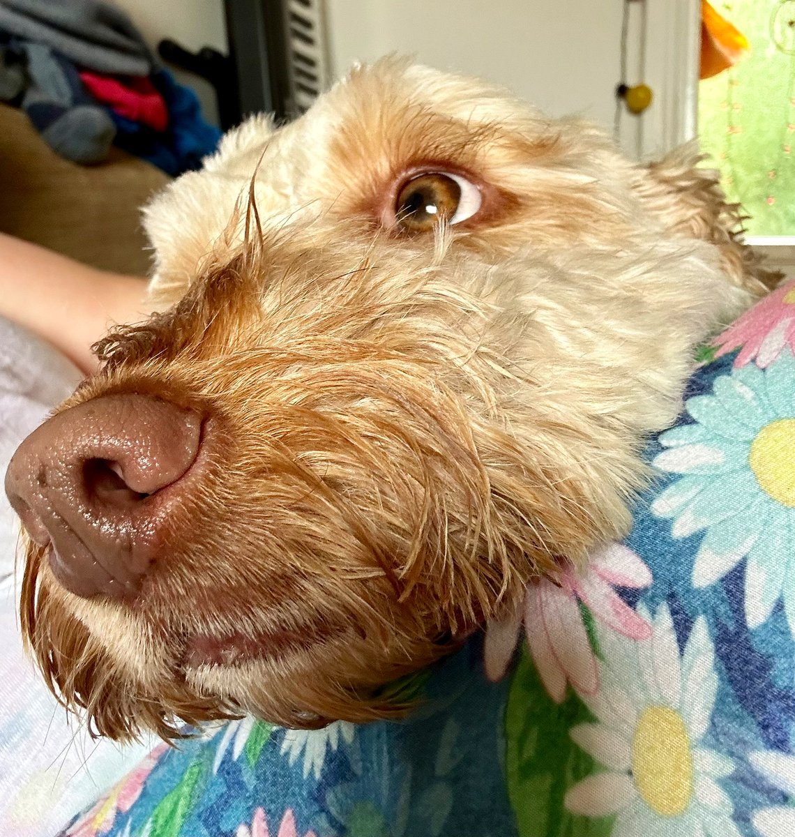 JaneSMatthews's tweet photo. Saturday vibes with the hound. She always has to finish the foam off my cappuccino @coffilab ๐พโ๏ธ #enjoythesimplethings https://t.co/W5Mb5QGX0M