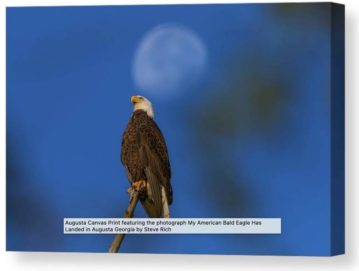 American Bald Eagle, Augusta Georgia at Phinizy Swamp.
#americanbaldeagle #baldeagle #eagle #augustaga  #raptors #wildlife  #eagle #wildlifephotography #phinizyswamp #phinizyswampnaturepark #birdsofprey #nationalbird #baldeagles #outdoorphotography

3-steve-rich.pixels.com/featured/my-am…