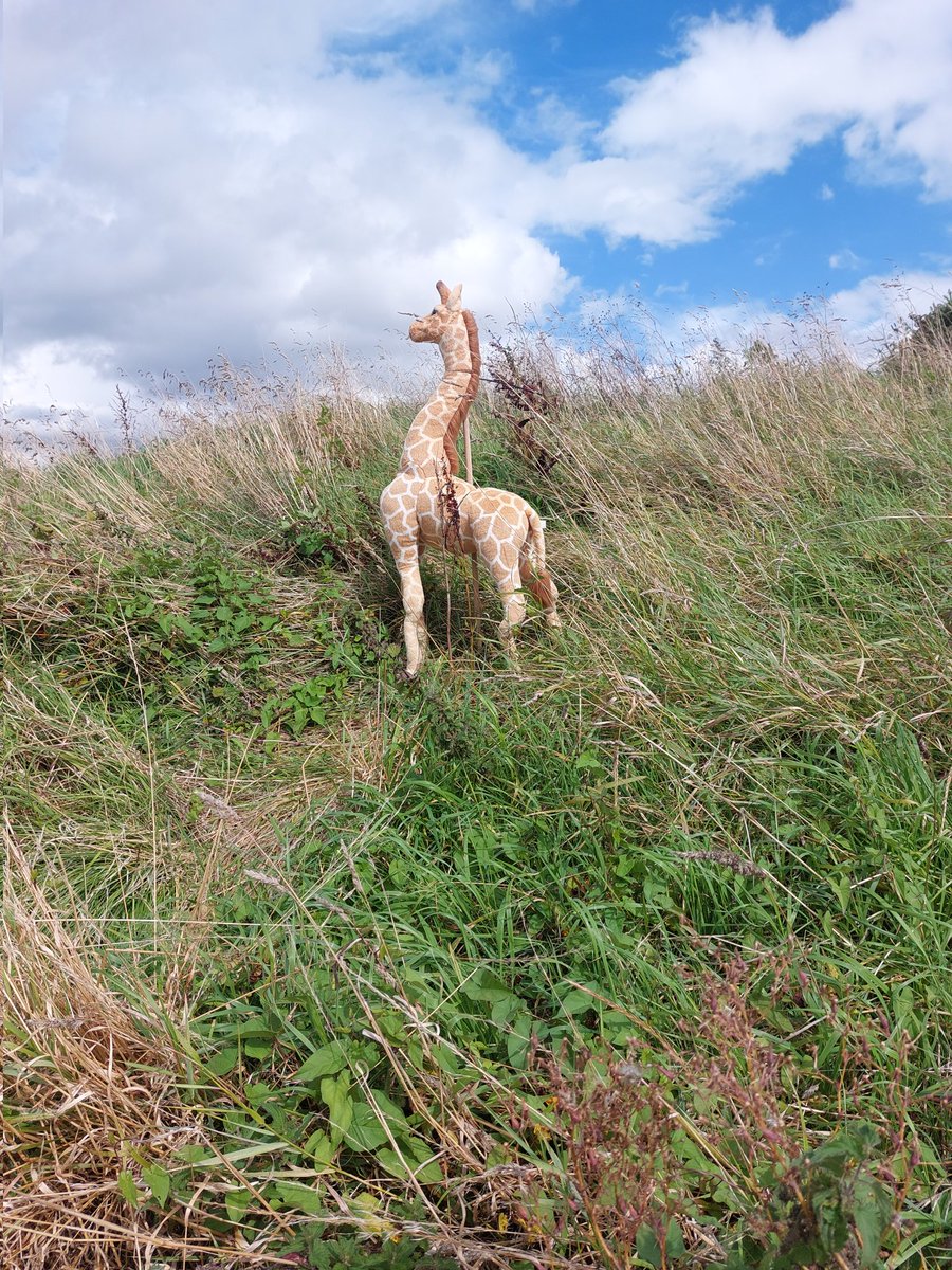 Just spotted in Tramore Valley Park near the Recycling Centre! Thanks to the @corkcitycouncil lads for rehoming!