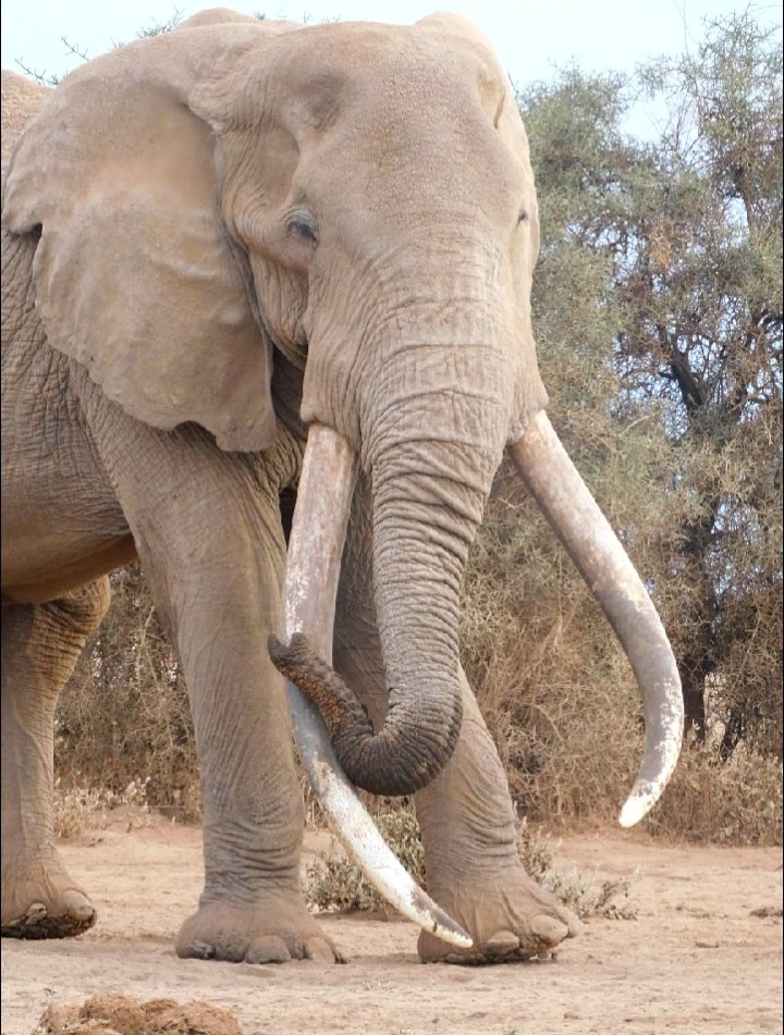 WORLD ELEPHANT DAY, we celebrate our super tusker Craig. The feeling of being near him is just unexplainable. Let's treasure and protect our elephants. Let's not be selfish by killing them and letting our posterity just read them in history books^MJ
#WorldElephantDay