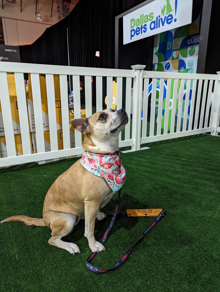 Day 2 of @DallasPetsAlive charity streams is starting now! @rxysurfchic will be introducing us to Watermelon, one of the most lovable couch dogs you'll ever see. twitch.tv/rxysurfchic