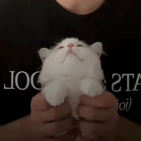 ลูลู่ ลูน่า                                     ลูซี่