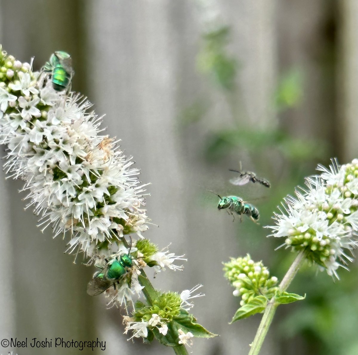 Mint flowers attract several types of bees &amp; other pollinators. It’s a good source of nectar during summer.
#NaturePhotography #Pollinators #Bees #Photography #gardening
 <a href="/urbanpollinato1/">PollinatorPal🌻💚</a> <a href="/pollinatorproj/">The Pollinator Project 🐝 🦋 🌱🌸</a> <a href="/Pollinators/">Pollinator Partnership</a> <a href="/BeesBackyard/">The Bees In Your Backyard</a> @AllBugsGo2Kevin <a href="/DavidMariposa1/">David</a>