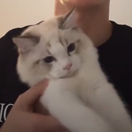 milinajane's tweet photo. ลูกสาวของปะปี๊แจมมี่ 🐈🐈🤍

ลูกสาวคนโต มั่นใจใน   ลูกสาวคนรอง ดื้อนิดหน่อย
ตัวเอง ไม่ยอมปะปี๊ง่ายๆ   แต่ตามใจปะปี๊มาก https://t.co/ltDJmpJBX1