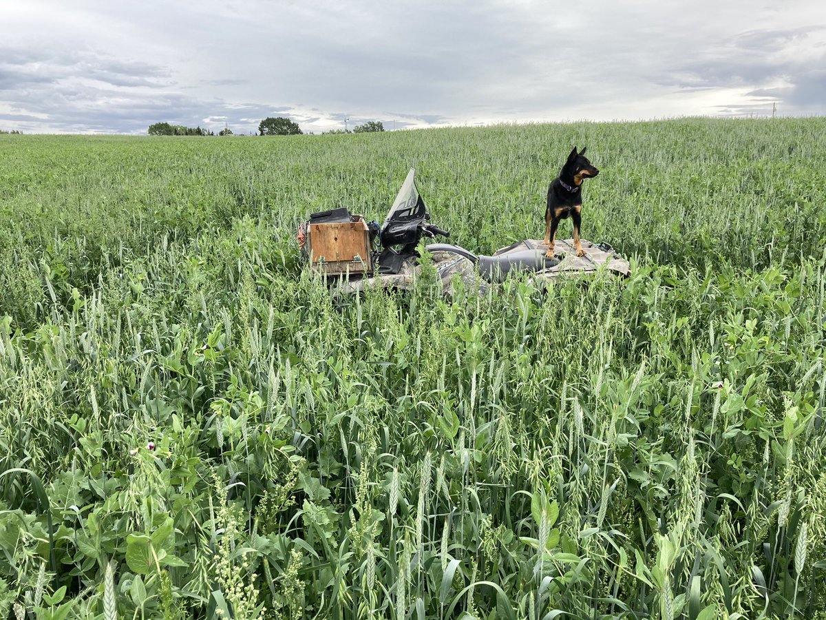 Graeme (@graemefinn1) on Twitter photo Swath grazing crop coming better than I thought for the 6” rain we’ve had so should be ok for the winter program <a href="/DrBart_Beef/">Dr Bart Lardner 🇨🇦</a> <a href="/herdyshepherd1/">James Rebanks</a> <a href="/grassncows/">Sean McGrath</a> <a href="/tmacroper/">Trent Macnab</a> <a href="/BeefResearch/">Beef Cattle Research</a> <a href="/CRSB_beef/">Canadian Roundtable for Sustainable Beef (CRSB)</a> Swath grazing crop coming better than I thought for the 6” rain we’ve had so should be ok for the winter program <a href="/DrBart_Beef/">Dr Bart Lardner 🇨🇦</a> <a href="/herdyshepherd1/">James Rebanks</a> <a href="/grassncows/">Sean McGrath</a> <a href="/tmacroper/">Trent Macnab</a> <a href="/BeefResearch/">Beef Cattle Research</a> <a href="/CRSB_beef/">Canadian Roundtable for Sustainable Beef (CRSB)</a>