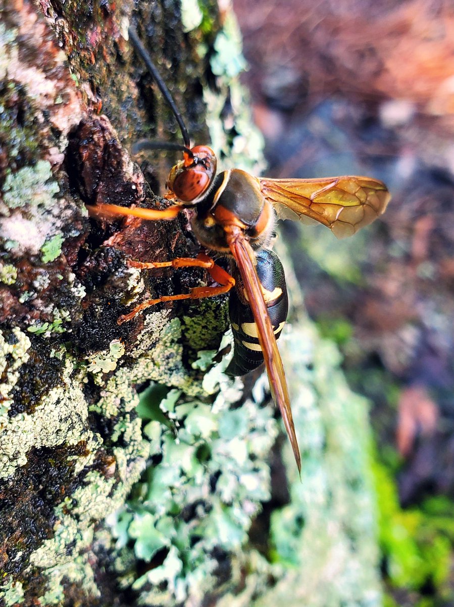 BloodOfTheNinja's tweet photo. Let Mr. Wasp remind you that even if life gets you wet and trys to keep you down, brush it off and fly once again. https://t.co/EBnzmWsEmC