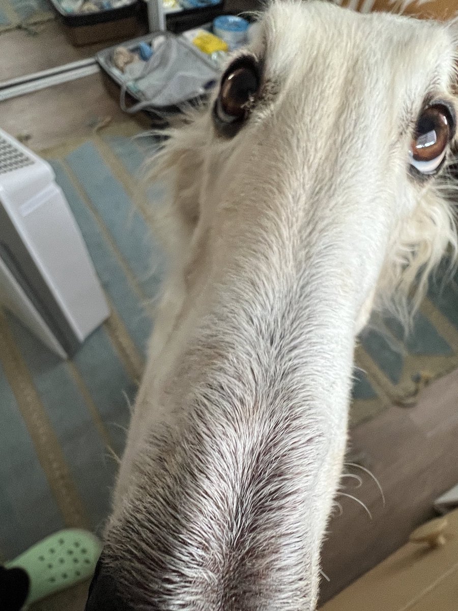 FEAR AND LOATHING AT MANTIS MANOR #borzoi