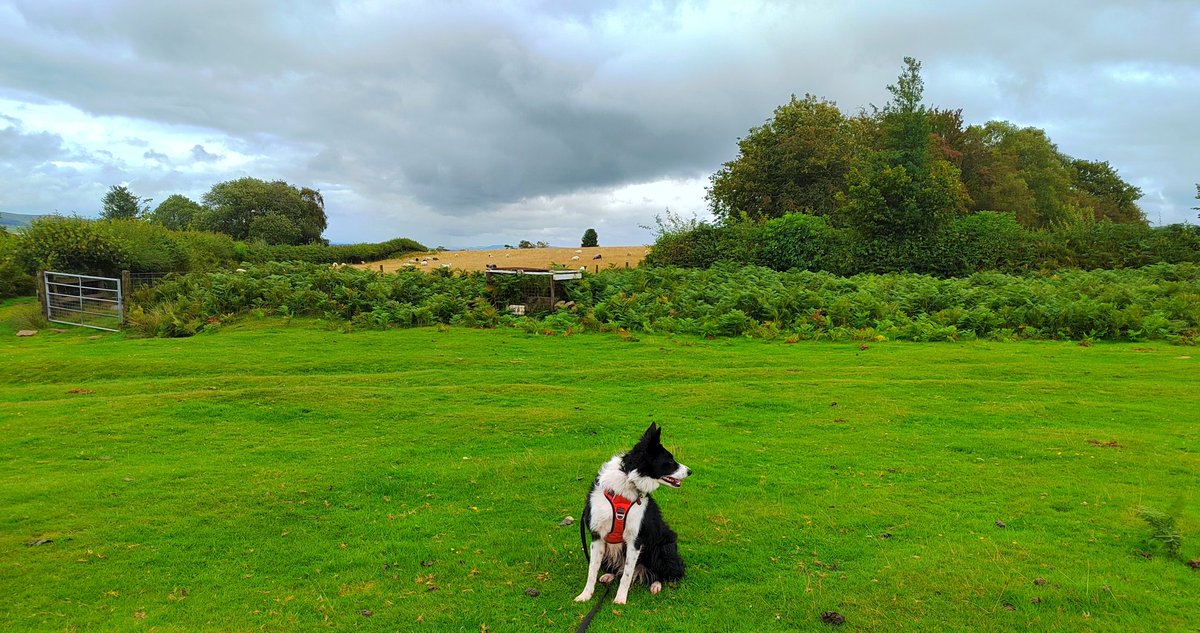 Dodging showers on Brechfa Common #getoutside #BorderCollie #explorelocal #discoverlocal #getoutside #fungi @DerekTheWeather @OrdnanceSurvey @VisitBrecon @VisitMidWales