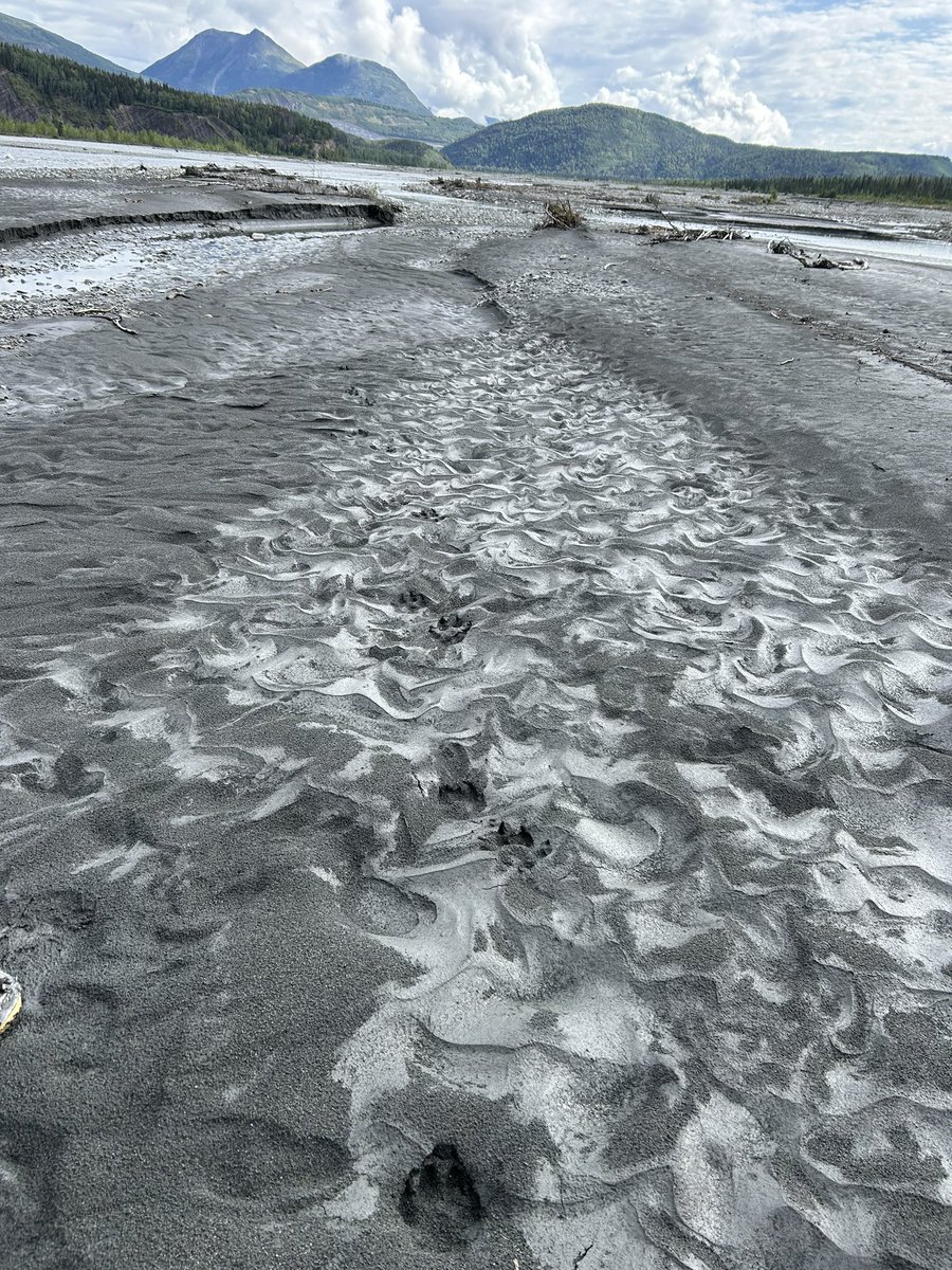 epchamberlin's tweet photo. Gorgeous silt-draped ripples on the Matanuska River, Alaska. Plus wolf tracks! Cooking up some fun silt science with @lilyspj https://t.co/iHvP4wvpuw
