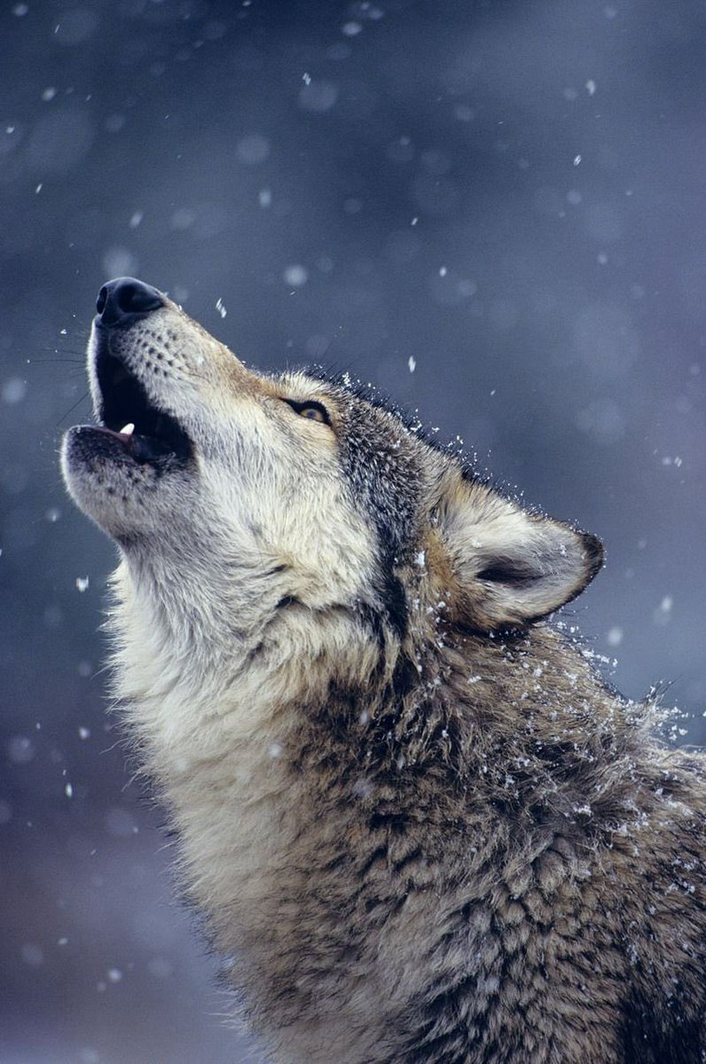 thank you for <a href="/miffyyjin/">미피</a> 
💨🍃🐺