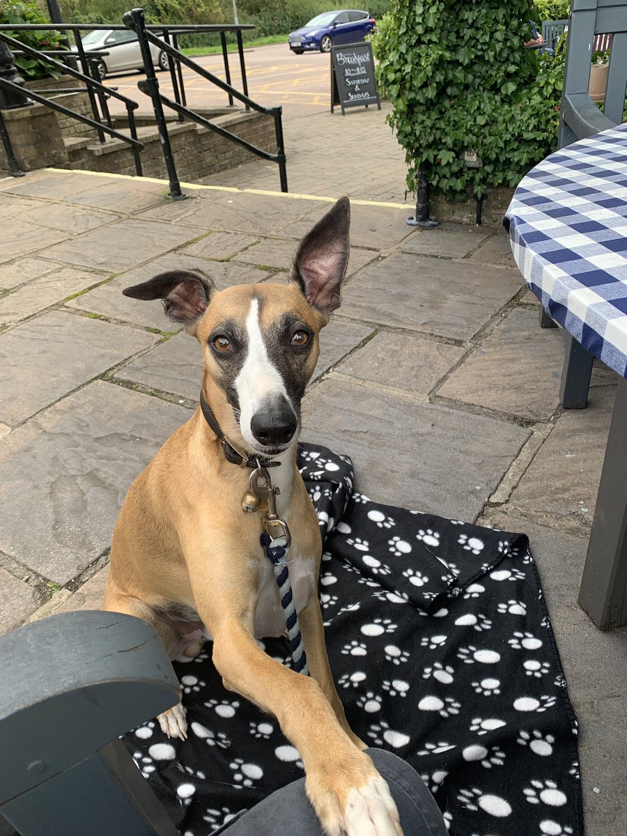 MinstreltheWhippet tweet media