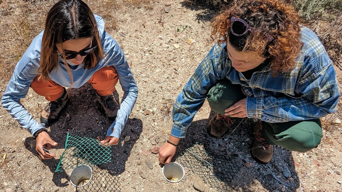 How can thousands of dead bugs save the lives of millions more? It's all about the DNA. 🧬 Join #Entomologist Eva Horna-Lowell as she takes part in #California’s answer to the #InsectApocalypse—the California Insect Biodiversity Initiative. Read more: bit.ly/3OKLA6t