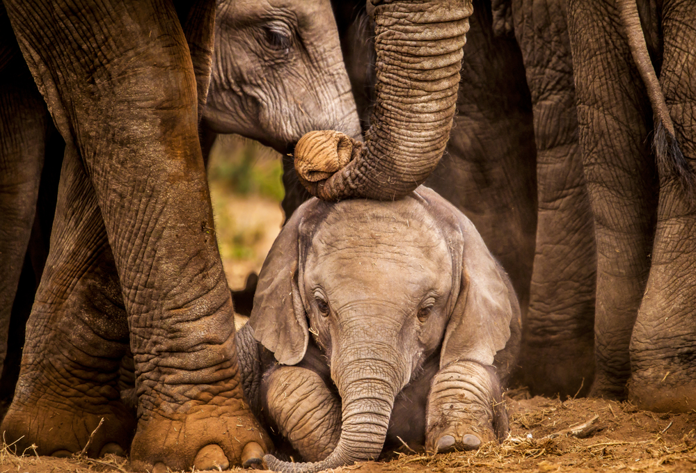 SenToniAtkins's tweet photo. Along with habitat loss and climate change, poaching is one of the primary threats facing elephants. In 2015, I authored #AB96 to strengthen enforcement against the illegal ivory trade in California, helping protect these beautiful animals from poachers. #WorldElephantDay https://t.co/XTuNSosfH5